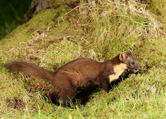 Pine Marten Martes martes