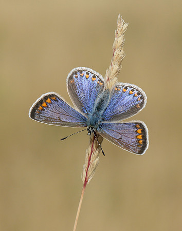 Common Blue Polyommatus icarus