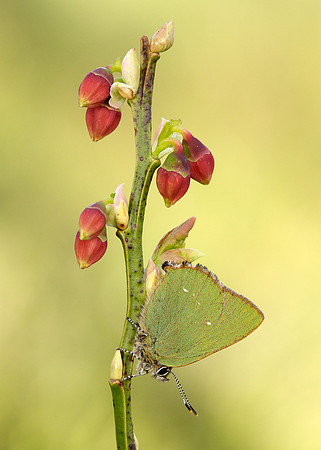 Green Hairstreak Callophrys rubi