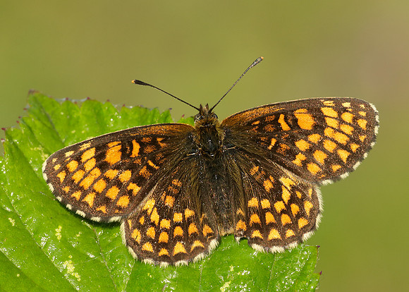 Heath Fritillary Melitaea athalia