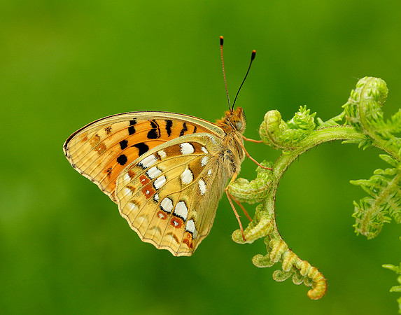High Brown Fritillary Argynnis adippe
