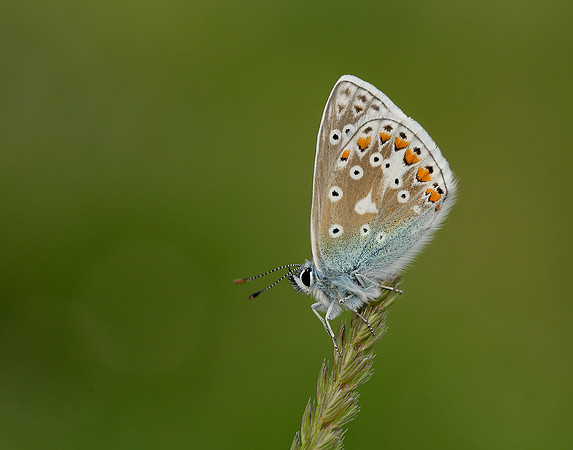 Common Blue Polyommatus icarus