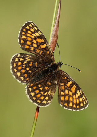 Heath Fritillary Melitaea athalia