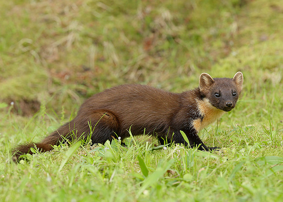 Pine Marten Martes martes
