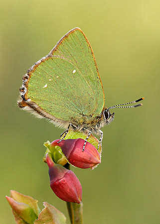 Green Hairstreak Callophrys rubi