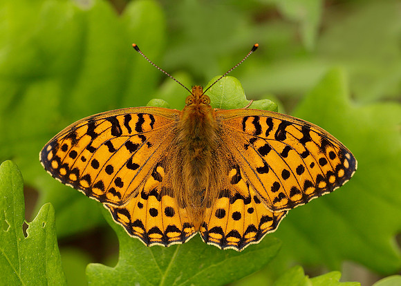 Dark Green Fritillary Argynnis aglaja