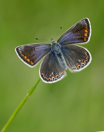 Common Blue Polyommatus icarus