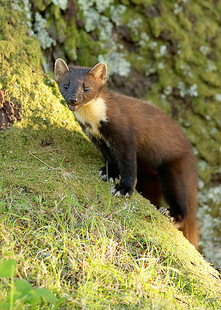 Pine Marten Martes martes
