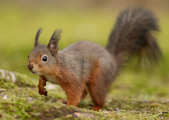 Red Squirrel Sciurus vulgaris