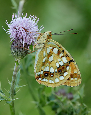 High Brown Fritillary Argynnis adippe