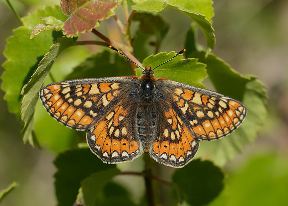 Marsh Fritillary Euphydryas aurinia