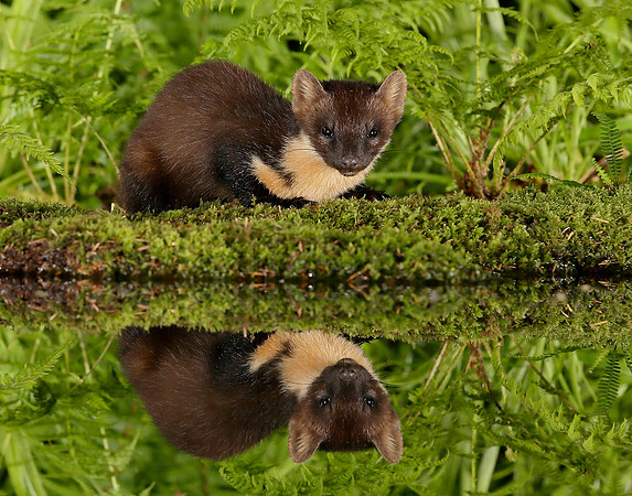 Pine Marten Martes martes