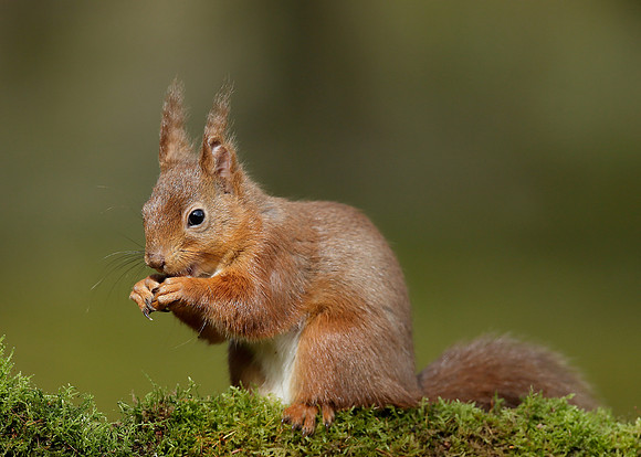 Red Squirrel Sciurus vulgaris