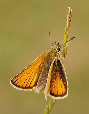Essex Skipper Thymelicus lineola