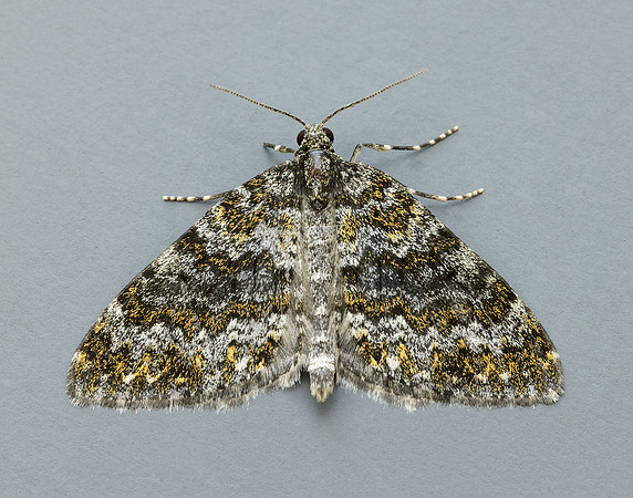 70.071 BF1743 Yellow-ringed Carpet Entephria flavicinctata