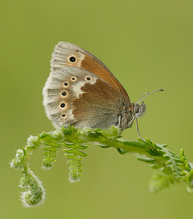 Large Heath Coenonympha tullia polydama