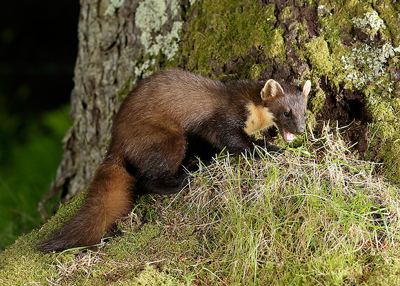 Pine Marten Martes martes
