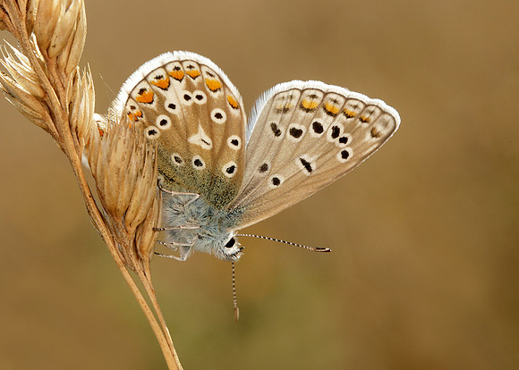 Common Blue Polyommatus icarus