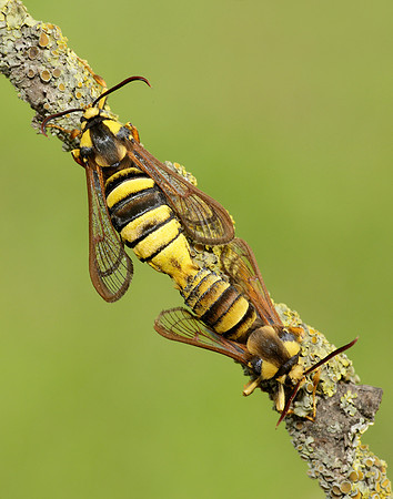 52.002 BF0370 Hornet Moth Sesia apiformis