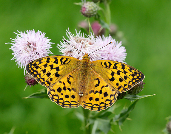 High Brown Fritillary Argynnis adippe