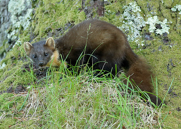 Pine Marten Martes martes