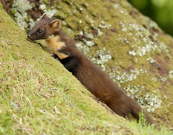 Pine Marten Martes martes