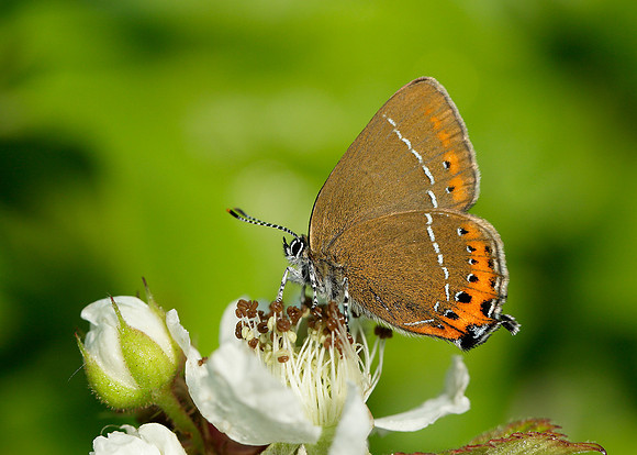 Black Hairstreak Satyrium pruni
