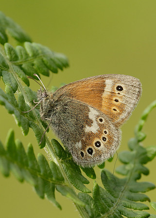 Large Heath Coenonympha tullia polydama