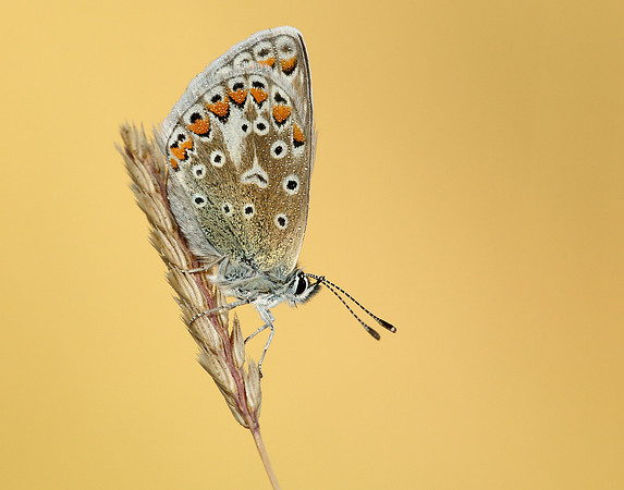 Common Blue Polyommatus icarus