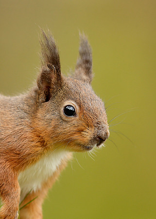 Red Squirrel Sciurus vulgaris