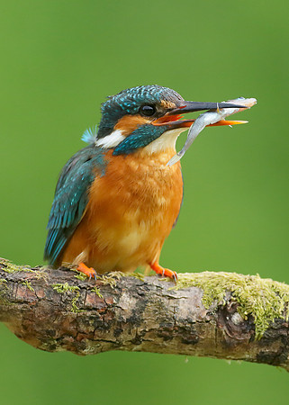 Kingfisher Alcedo atthis