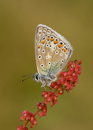 Common Blue Polyommatus icarus