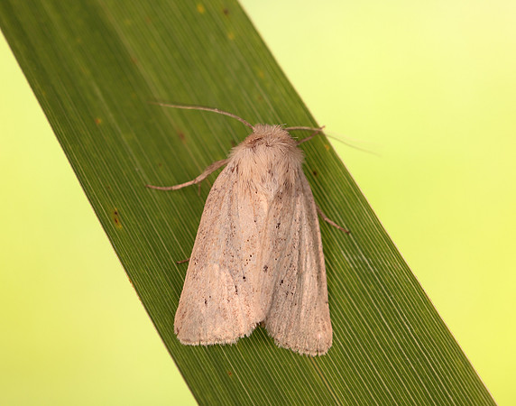 73.149 BF2347  Concolorous Photedes extrema