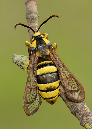 52.002 BF0370 Hornet Moth Sesia apiformis