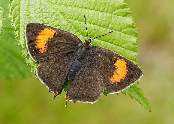 Brown Hairstreak Thecla betulae