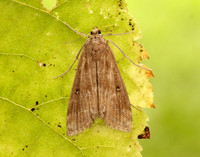63.117 BF1348 Ringed China-mark Parapoynx stratiotata