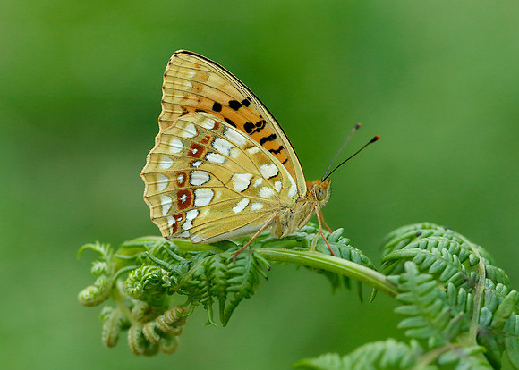 High Brown Fritillary Argynnis adippe