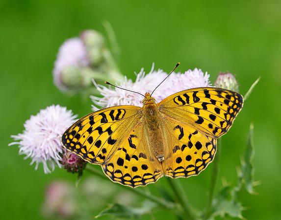 High Brown Fritillary Argynnis adippe