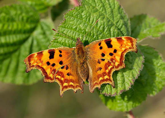 Comma Polygonia c-album