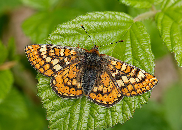 Marsh Fritillary Euphydryas aurinia