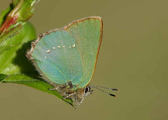 Green Hairstreak Callophrys rubi