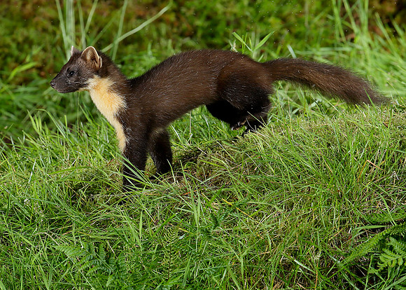 Pine Marten Martes martes