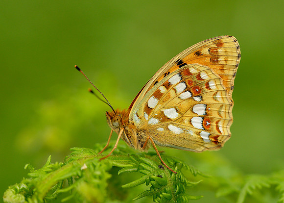 High Brown Fritillary Argynnis adippe