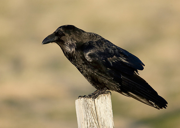 Raven Corvus corax