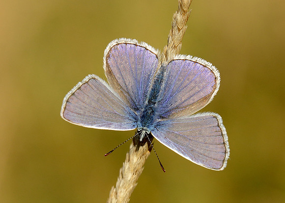 Common Blue Polyommatus icarus