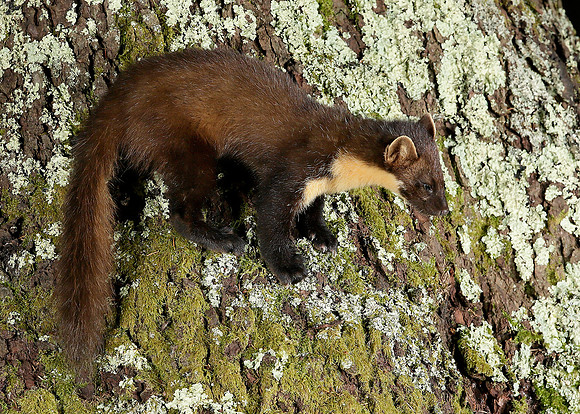 Pine Marten Martes martes