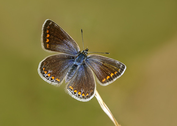 Common Blue Polyommatus icarus