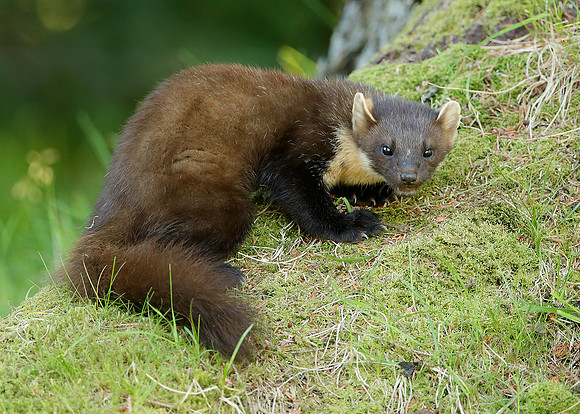 Pine Marten Martes martes
