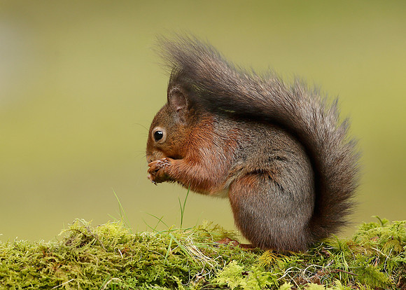 Red Squirrel Sciurus vulgaris