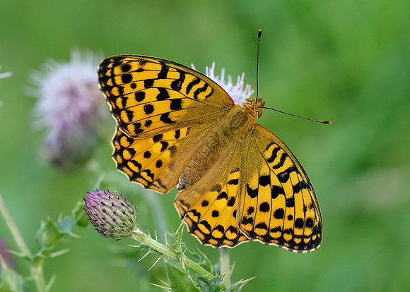 High Brown Fritillary Argynnis adippe